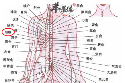 阳纲穴穴位位置图_阳纲穴的功效与作用_疗法及注意事项