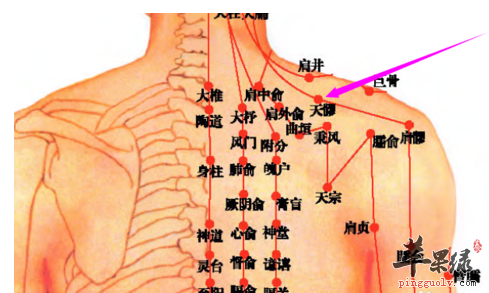 曲垣穴位位置及图片_曲垣穴的功效与作用_按摩手法