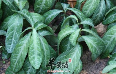 龙脷叶原植物.jpg