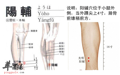 阳辅穴穴位位置图_阳辅穴的功效与作用_按摩手法