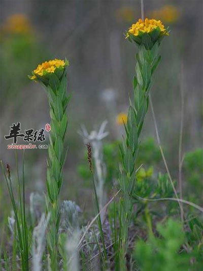 甘遂原植物.jpg