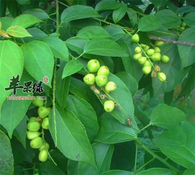 白豆蔻原植物