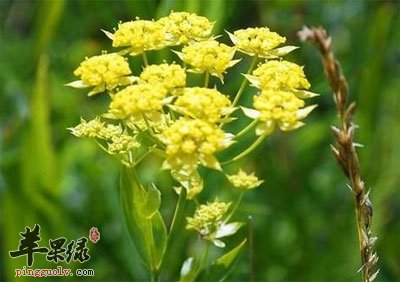 黑柴胡植株.jpg