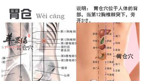 胃仓穴穴位位置图_胃仓穴的功效与作用_按摩手法