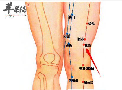 犊鼻穴的位置及图片_犊鼻穴的功效与作用_按摩手法