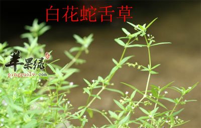 白花蛇舌草.jpg