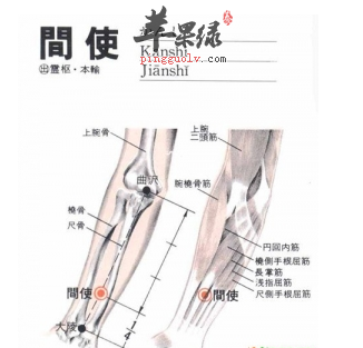 间使穴的位置及图片_间使穴的功效与作用_按摩手法