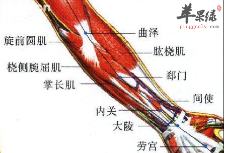 郄门穴穴位位置图_郄门穴的功效与作用_按摩手法