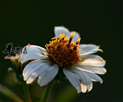 鬼针草花