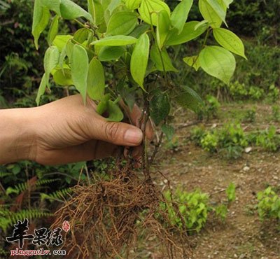 乌药原植物