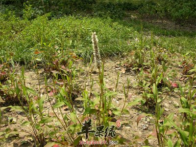 拳参原植物.jpg