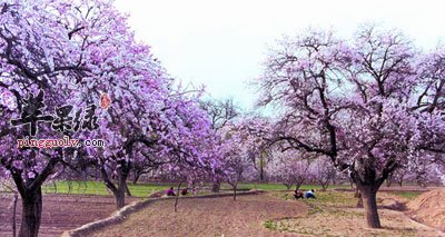 美丽的杏花