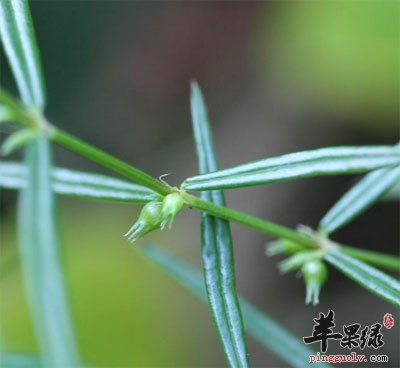 千打锤原植物