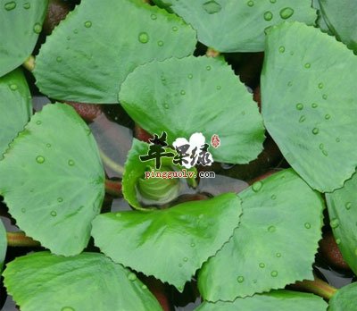 水生植物菱角