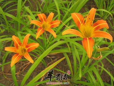 三朵黄花菜