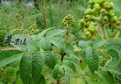 植物吴茱萸.jpg