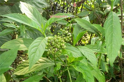 常山原植物.jpg