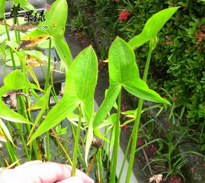 慈菇原植物