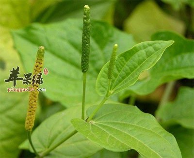 荜拨原植物