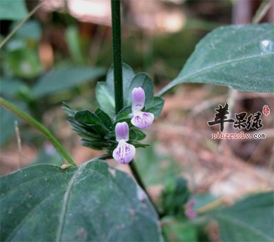 狗肝菜