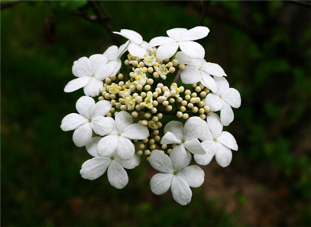 琼花一般什么时候开花