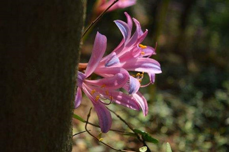 换锦花栽培方法