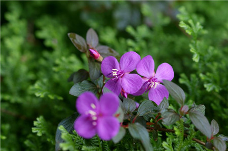 虎颜花怎么繁殖