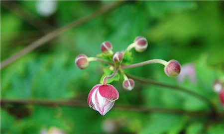 打破碗碗花