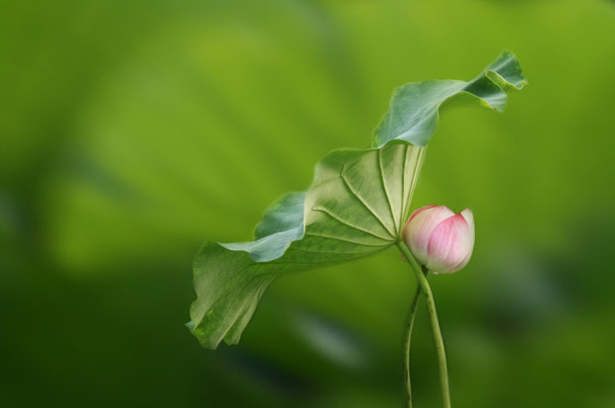 如何利用Photoshop快速虚化荷花背景