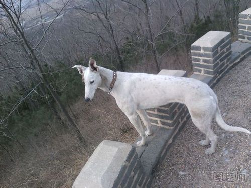  男子被狗撞骨折  骨折吃什么好的快?