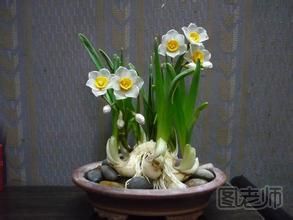 水仙花的作用 水仙花的风水学应用