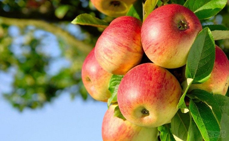 【图】苹果的功效与作用及食用禁忌|苹果的功