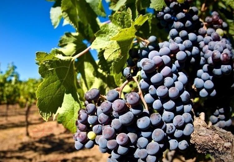 【图】黑加仑的功效与作用|黑加仑的功效与作