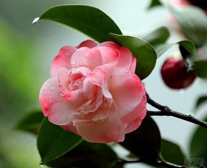 【图】脸上长黄褐斑怎么调理_图老师|tulaoshi