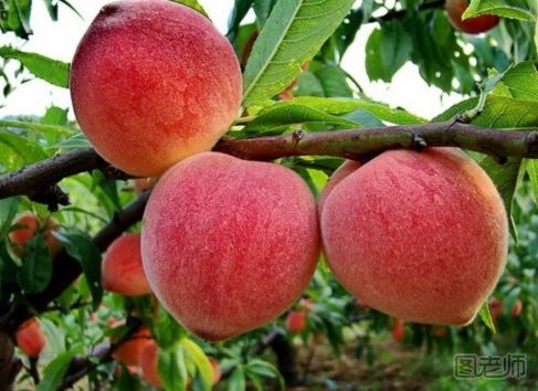 【图】桃子的功效与作用_桃子的功效与作用有