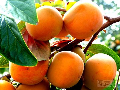 【图】土豆不能和什么同食_土豆不能和什么一