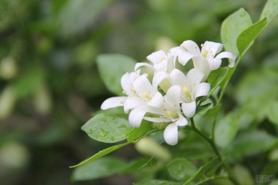 不宜放在室内的花