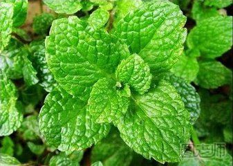 【图】薄荷的功效与作用及禁忌_薄荷有哪些功
