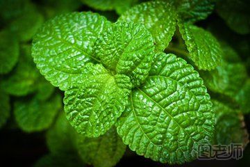 【图】薄荷的功效与作用及禁忌_薄荷有哪些功