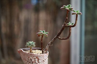 多肉植物冬季养护方法 多肉植物冬天怎么养