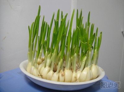 冬季适合种植的蔬菜 冬季适合种植什么蔬菜