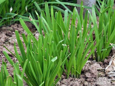 冬季适合种植的蔬菜 冬季适合种植什么蔬菜