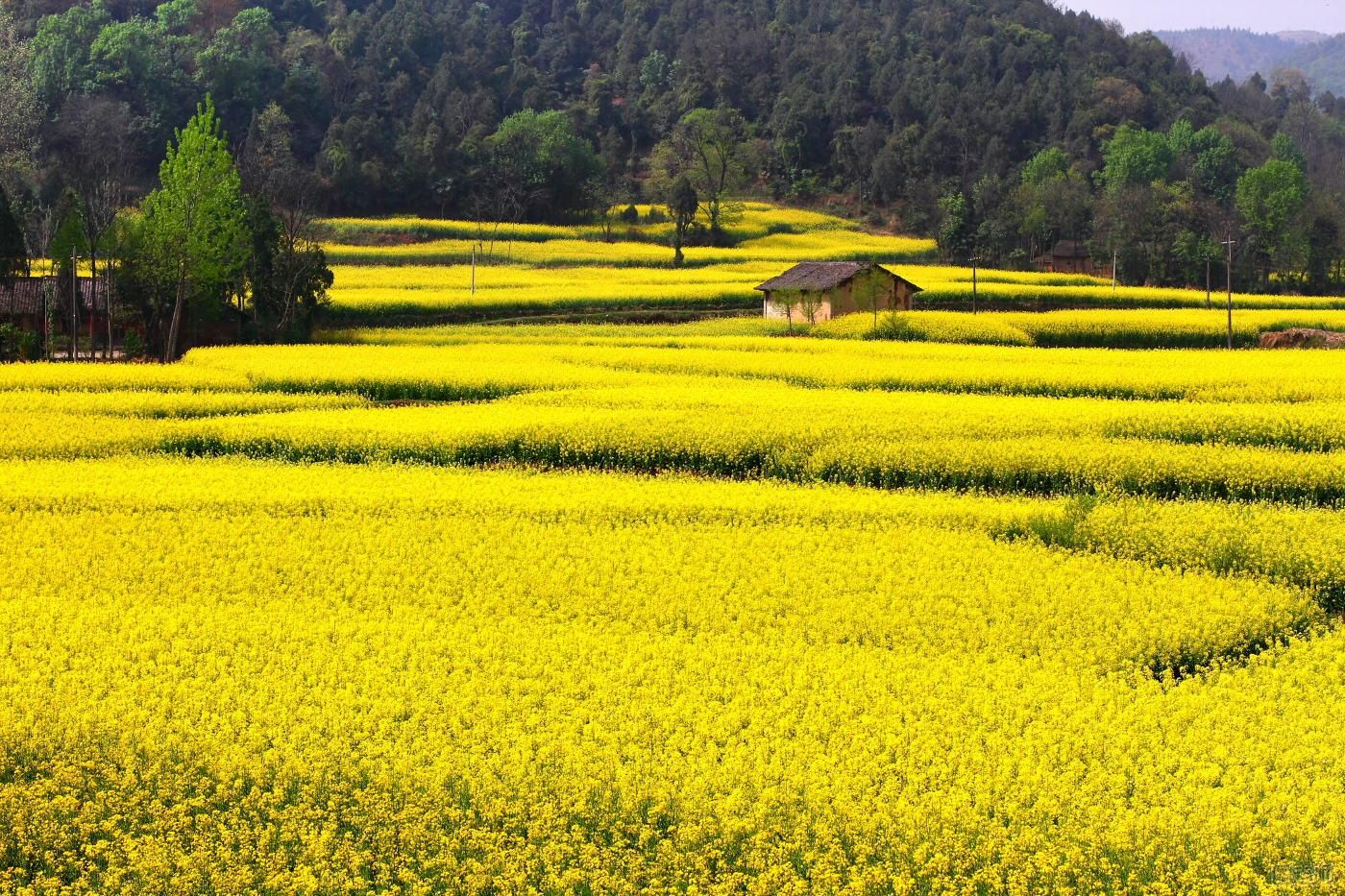 春天适合赏花的地方_赏花名地推荐