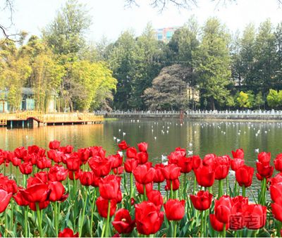 2017年春季云南赏花的好地方 春季云南赏花攻略