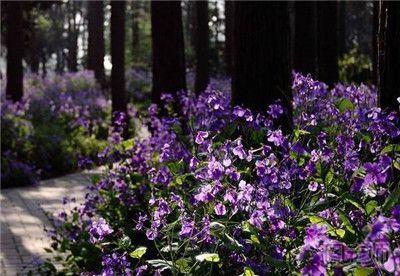 2017春季南京赏花好去处 春季南京赏花攻略