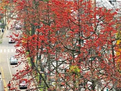 2017年广州赏花好去处 春季广州赏花攻略