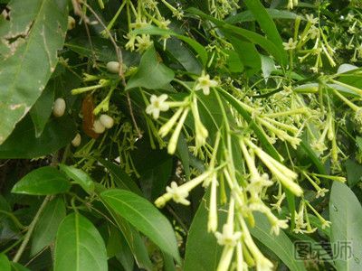 日本赏樱花的好去处 春季日本赏樱花攻略