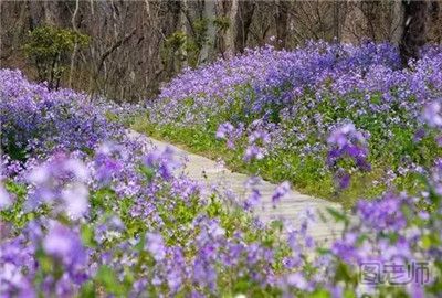 2017春季南京赏花好去处 春季南京赏花攻略