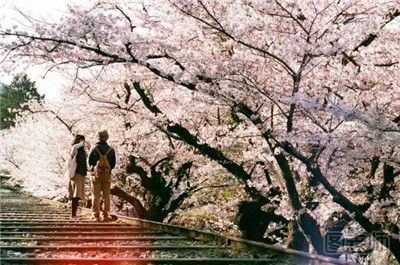 【图】日本赏樱花的好去处 春季日本赏樱花攻