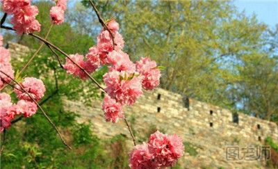 2017春季南京赏花好去处 春季南京赏花攻略